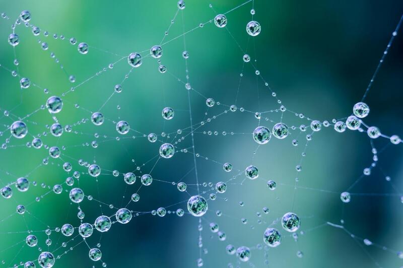 Modified Starch Network