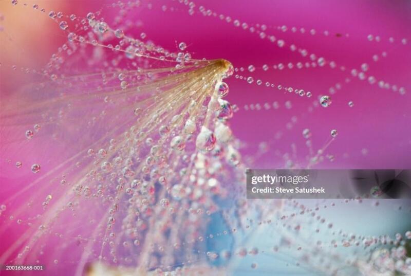 Enzymatic Fats Product