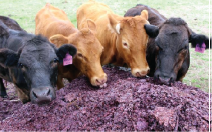 Reiser Oil Comparison